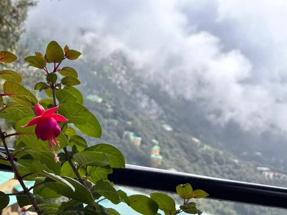 Pink flower beside the balcony railing with a misty valley beyond
