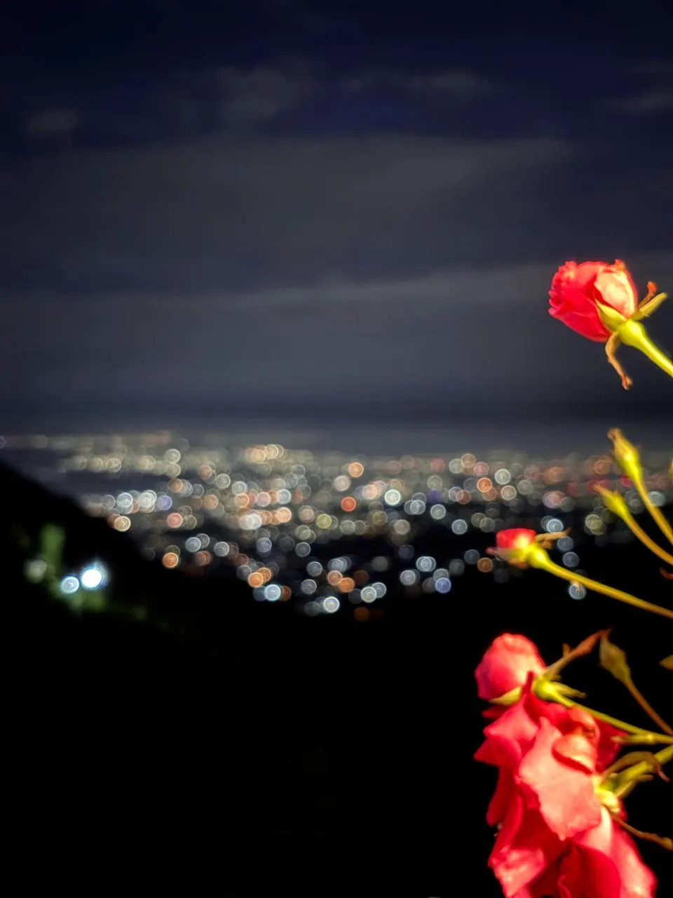 Red roses in front of softly blurred city lights at night